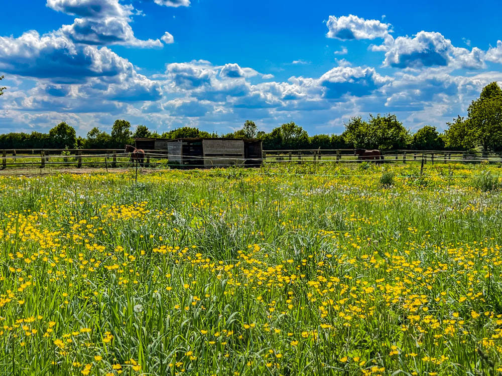 Haras 13 hectares , 12 boxes et deux maisons à 1h de Deauvil